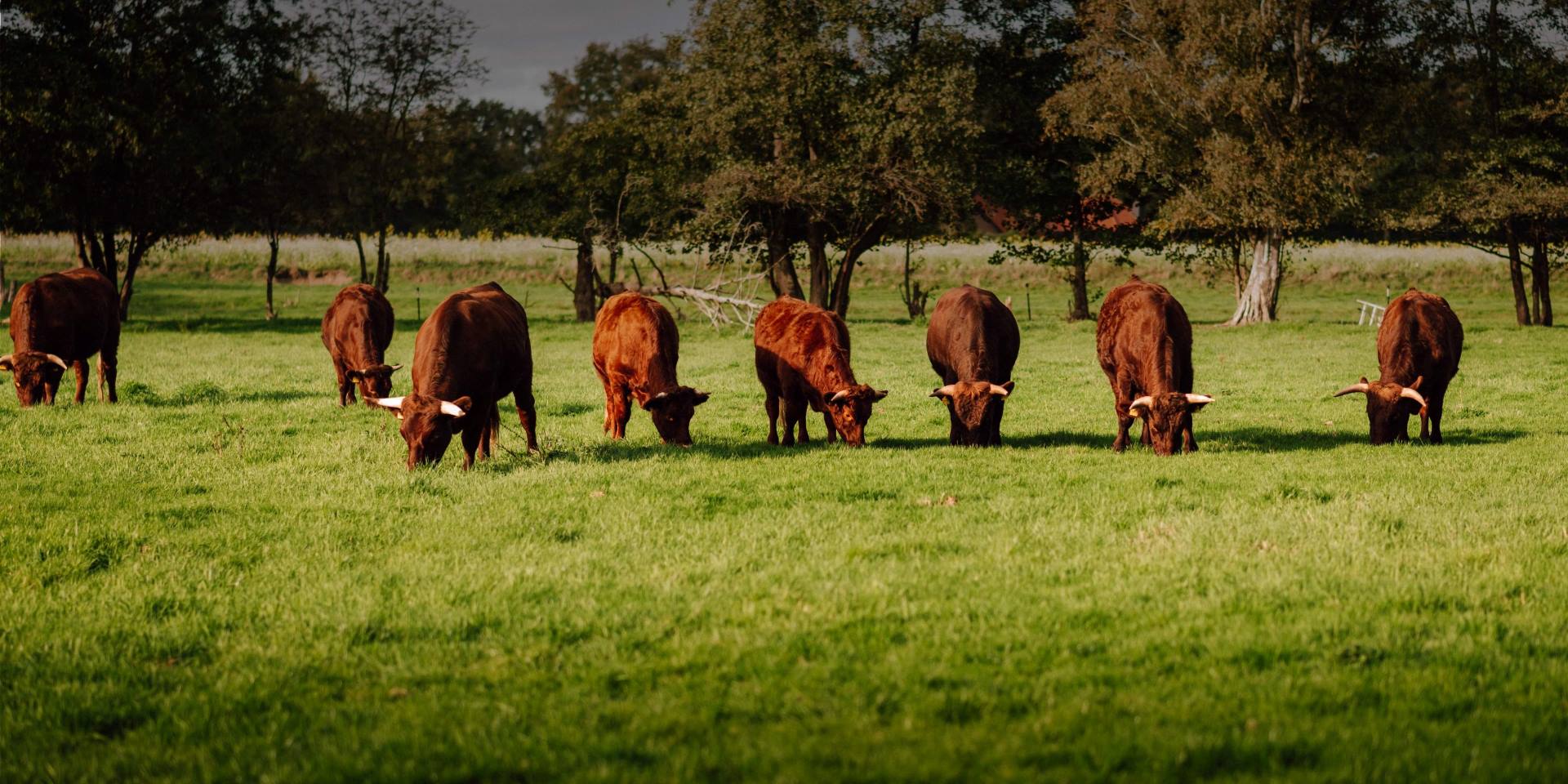 reidemeiers-rind-harzer-rotes-hoehenvieh-weiderinder_9_1920px